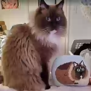 lost male cat meechum