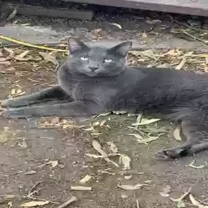 lost male cat miles