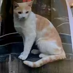 lost unknown cat patta