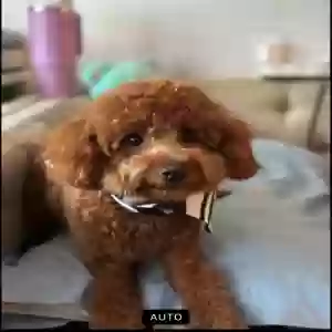 lost female dog ella