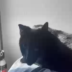 lost male cat motley