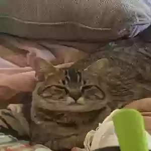 lost male cat coco