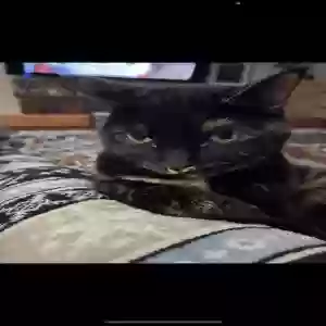 lost female cat rainy