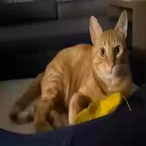 lost male cat hank