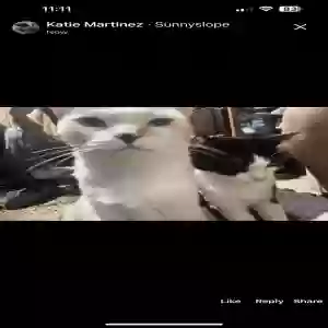 lost female cat angel