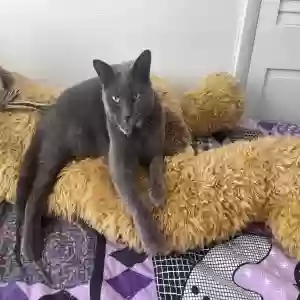 found female cat sasha