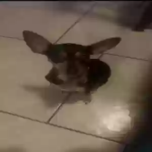 lost female dog paris