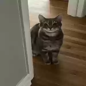 lost male cat toby