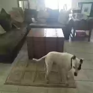 lost female dog missy
