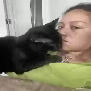 lost male cat shadow