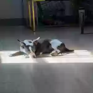 lost female dog lexi