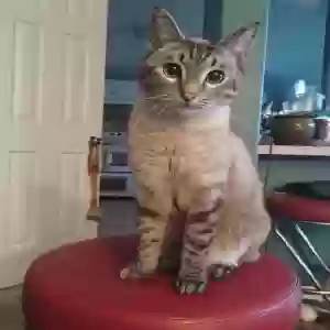 lost male cat toby