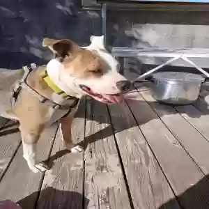 lost female dog k-oss