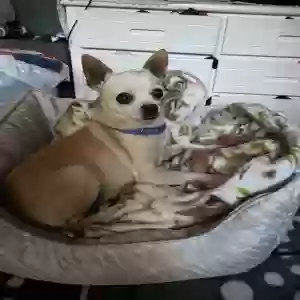 lost male dog charlie