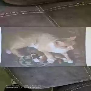 lost male cat tigger