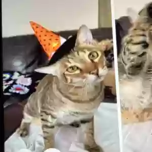 lost male cat booger