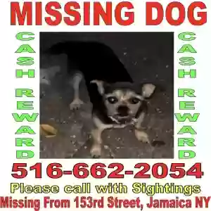 lost female dog seis