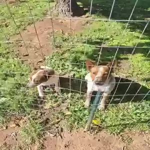 lost female dog unknown