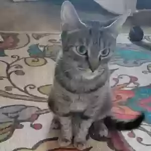 lost female cat chimmy