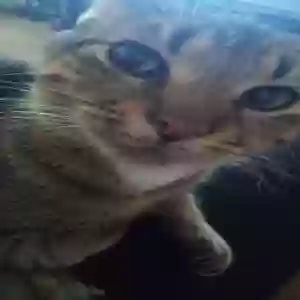 lost male cat ozzy
