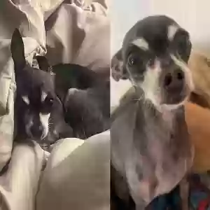 lost female dog thumbelina