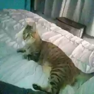 lost female cat sophie