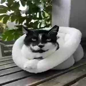 lost male cat unknown