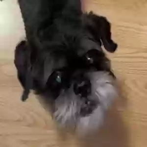lost male dog spot