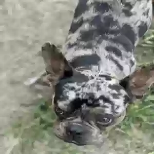 lost male dog chapo