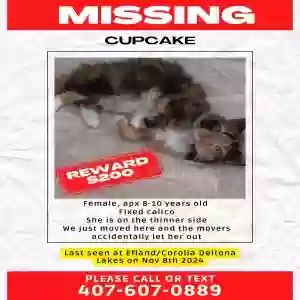 lost female cat cupcake
