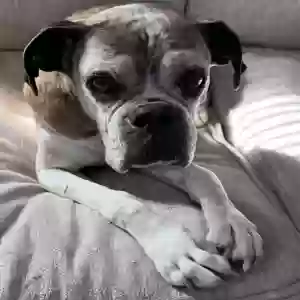 lost female dog grandma