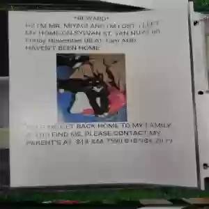 lost male cat mr miyagi
