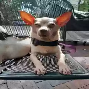 lost female dog momo