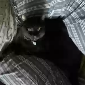 lost male cat lui
