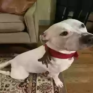 lost female dog luna