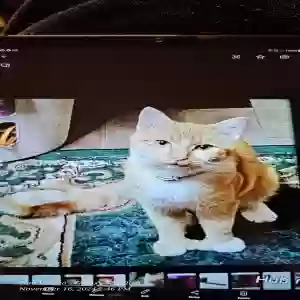 lost male cat tigger