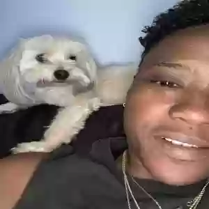 lost female dog nila
