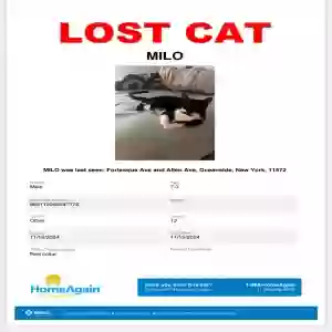 lost male cat milo