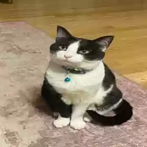 lost female cat titty
