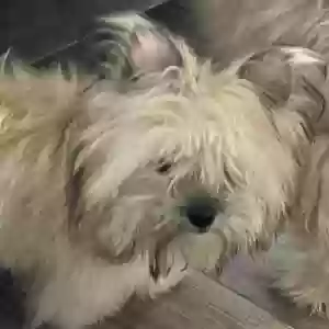 lost male dog leo