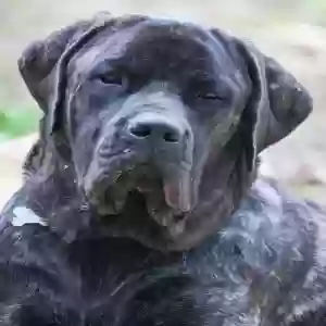lost female dog cypher