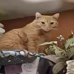 lost female cat newt