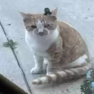 lost male cat cashew