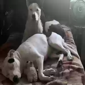 lost male dog ice pick & deuce baby