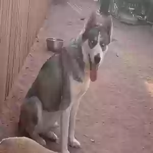 lost female dog luna