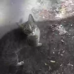lost male cat trevor