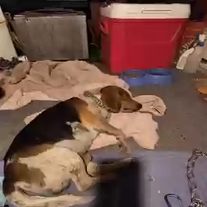 lost male dog dexter