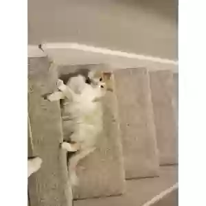 lost unknown cat paul