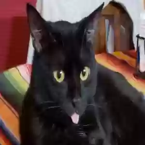 lost female cat ash