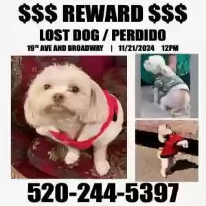 lost male dog churris